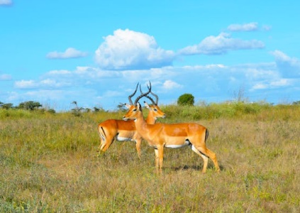 Kenya